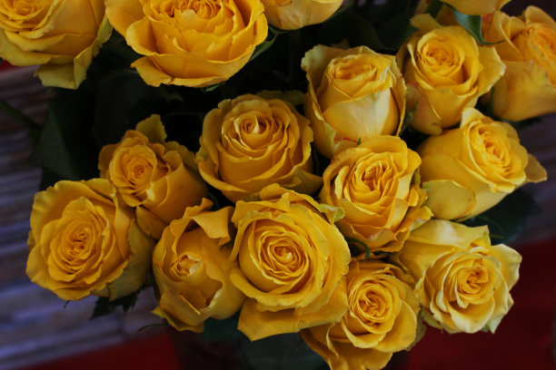 新鲜的黄色大玫瑰，绿叶图片下载