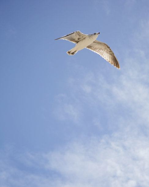 蓝天里的海鸥图片下载