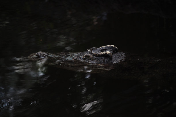 近距离观察水中鳄鱼的头部。图片下载