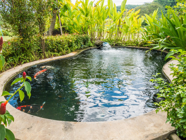 锦鲤在花园池塘里游泳图片下载