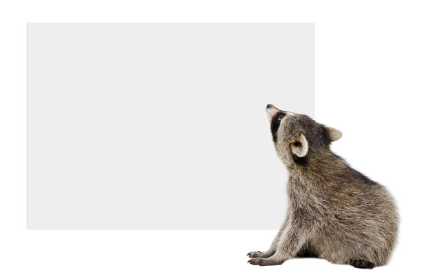 浣熊坐着看横幅图片下载