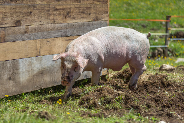 农场里的脏兮兮的小猪素材图片
