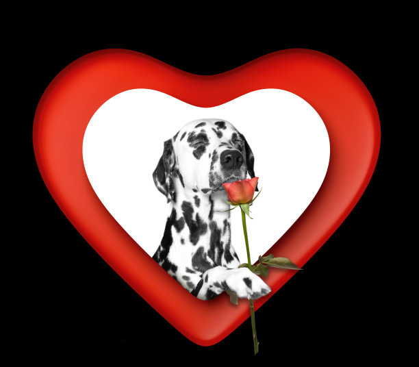 达尔马提亚犬，情人的心中有一朵红玫瑰。孤立在黑色图片下载