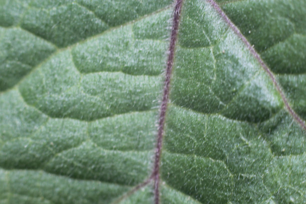 绿叶蔬菜细部图片下载