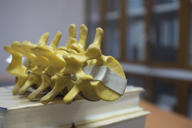 腰椎模型放在桌子上图片下载