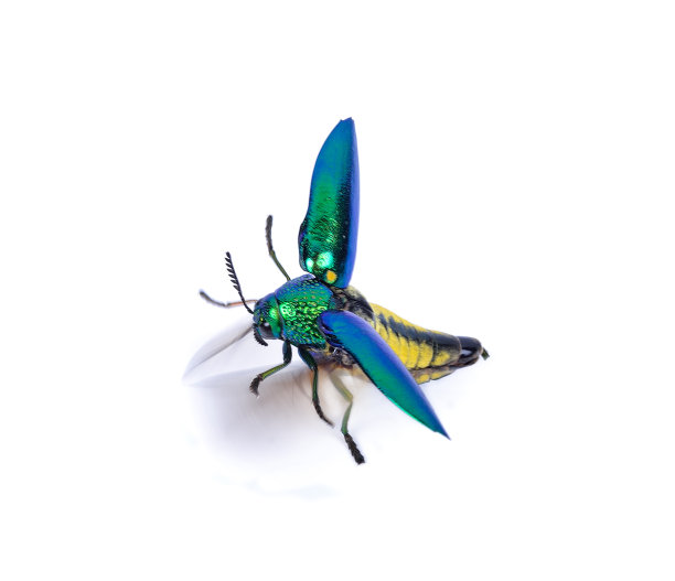 白底宝石甲虫(宝石甲虫科)图片下载