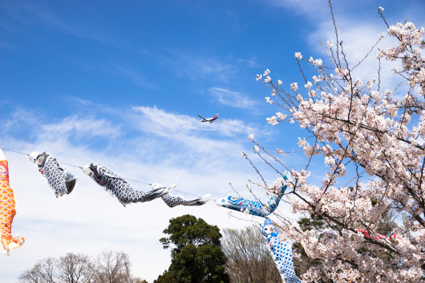樱花与飞机图片下载