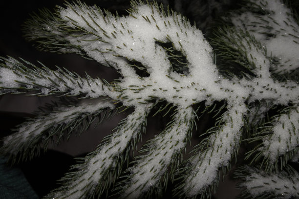 松树上的雪图片下载