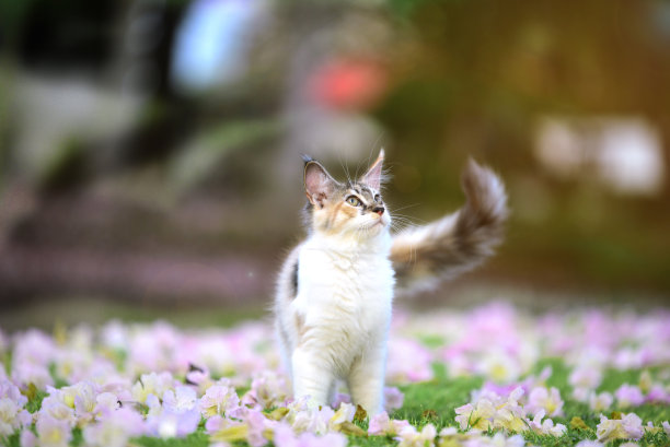 3彩色猫的肖像在花园傍晚时间模糊的背景。印花布小猫的照片在粉红色的植物粉红色花园与模糊的背景冷却图片下载