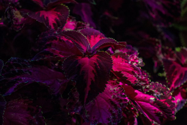 一种彩叶品种或彩叶蓝梅植物的崇高的穆迪的观点与华丽的紫色和洋红色的叶子被太阳照亮图片下载