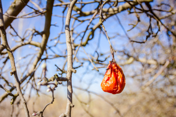 阳光明媚的春日，树枝上干瘪的水果图片下载