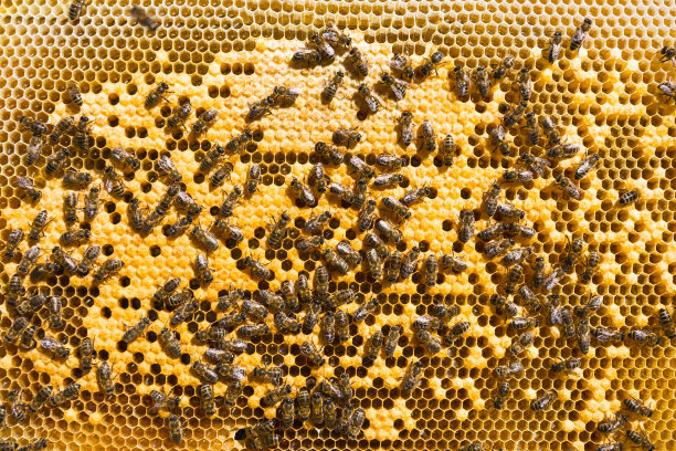 蜂房里的工蜂图片下载