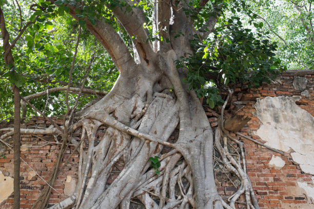 树根配砖墙。图片下载