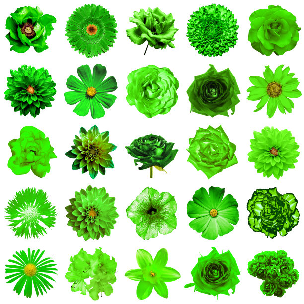 自然与超现实的绿色花卉拼贴25分之一:牡丹、大丽花、樱草花、紫菀、雏菊、玫瑰、非洲菊、丁香、菊花、矢车菊、亚麻、天竺葵图片下载