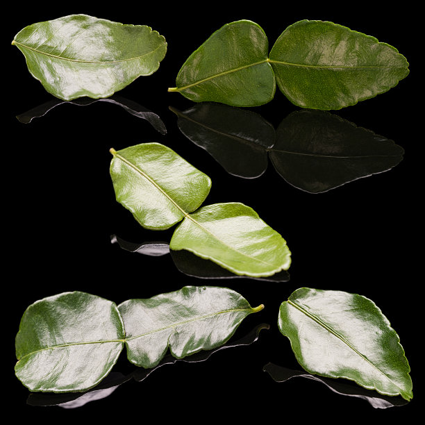石灰叶孤立在黑色上图片下载