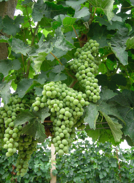 葡萄藤和一串串多汁的绿色葡萄品种图片下载