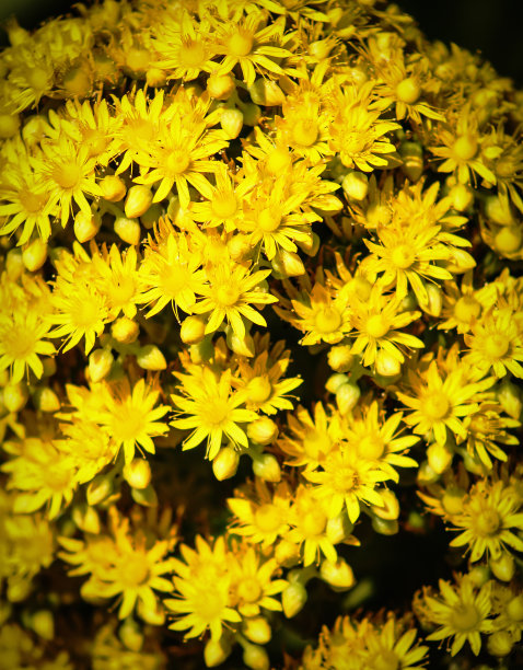 亮黄色的浪仙花图片下载