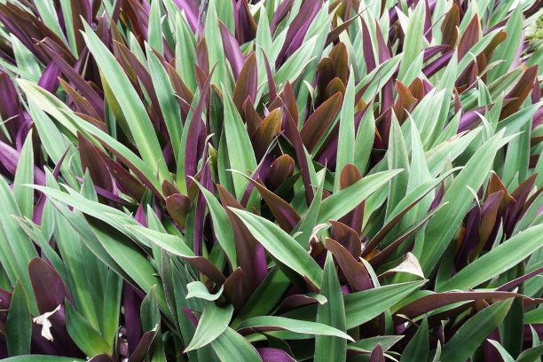 紫鸭跖草spathacea植物图片下载