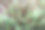 紫鸭跖草spathacea植物图片下载