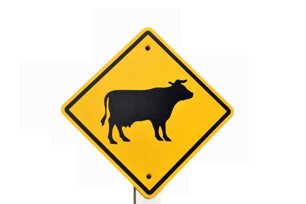 警告标志:小心牛过马路图片下载