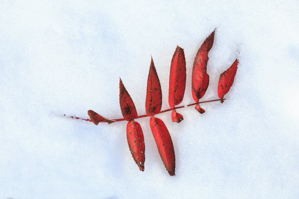 红色的叶子图片下载