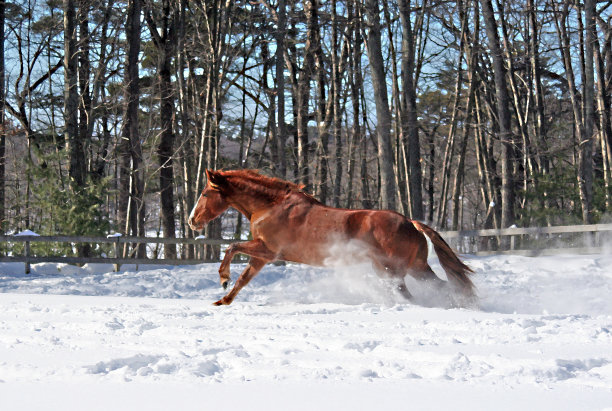 雪地奔马图片下载