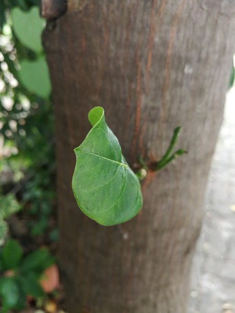 冬天树上新叶的出芽图片下载