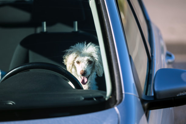 非常小心地开车图片下载