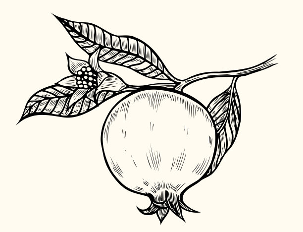 石榴手绘图片下载