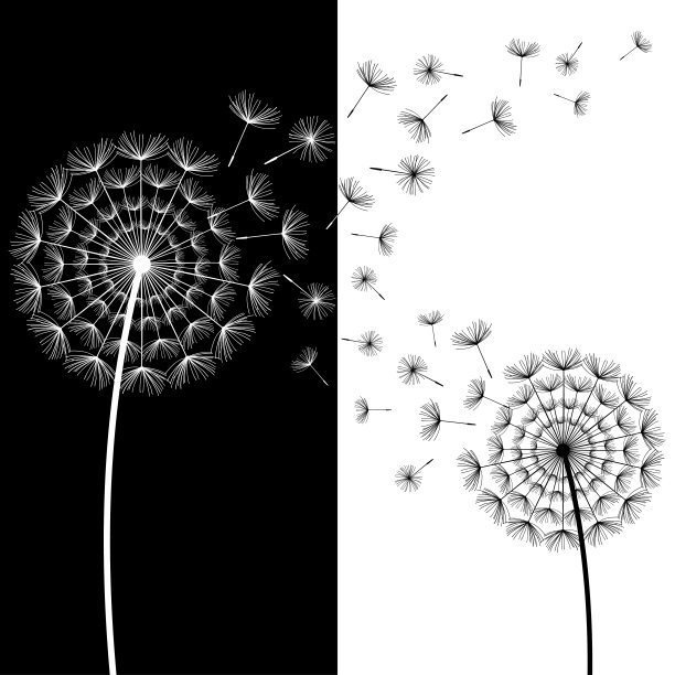 墙纸上吹着两个黑白蒲公英图片下载