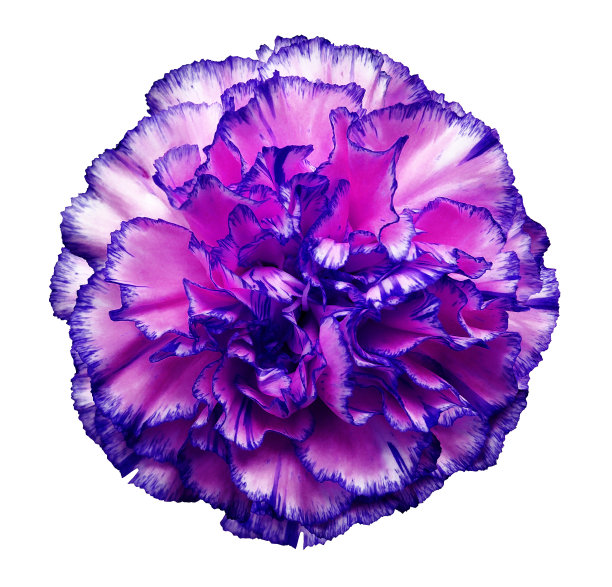 花粉蓝色康乃馨在一个白色孤立的背景与修剪路径。特写镜头。没有阴影。为设计。大自然。图片下载