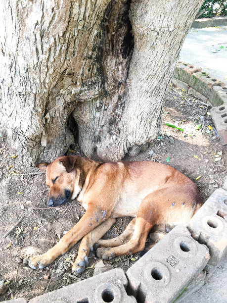 狗狗睡在地上，泰国流浪狗图片下载