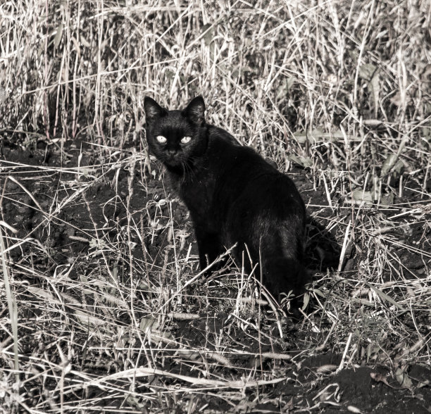猫在外面的草地上散步图片下载