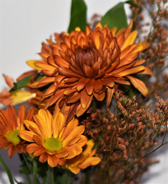 秋天橙花图片下载