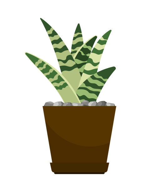 花盆里的盆栽仙人掌图片下载