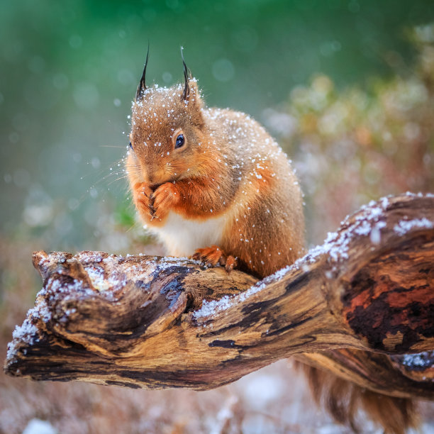 雪洒在红松鼠身上素材图片