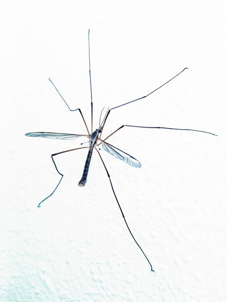 蚊子站在墙上图片下载