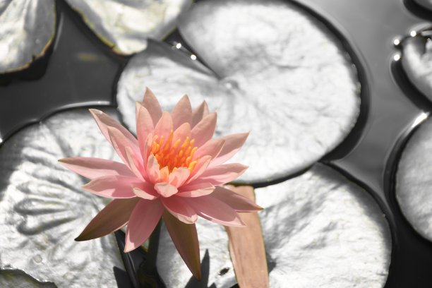 湖中的一朵花素材图片