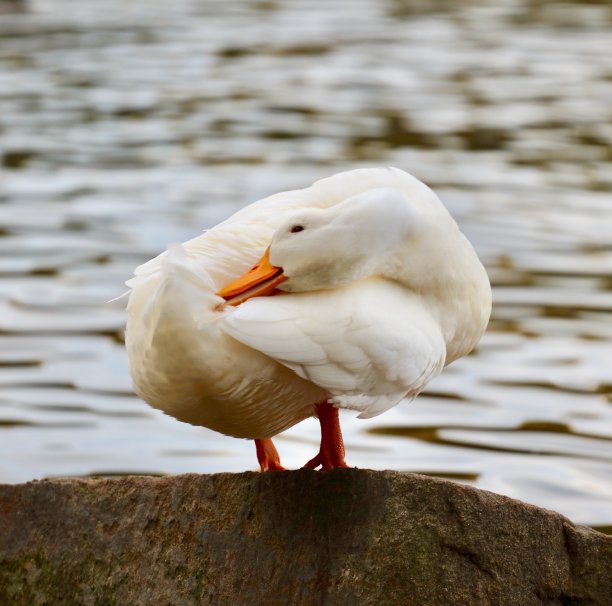 漂亮的岩石鸭图片下载