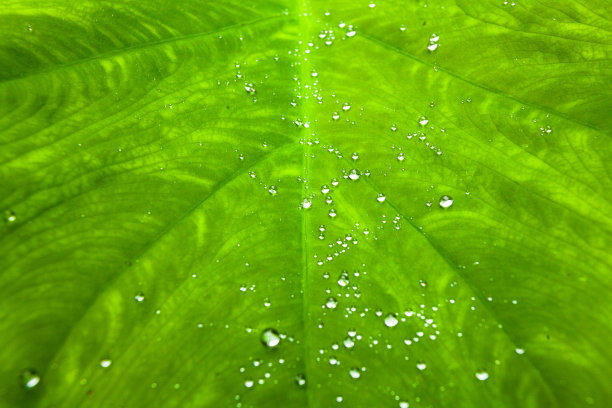 绿色树叶的特写镜头。自然背景图片下载