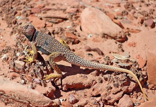 我是一只有衣领的蜥蜴图片下载