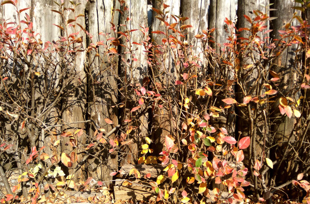 背景墙图片下载