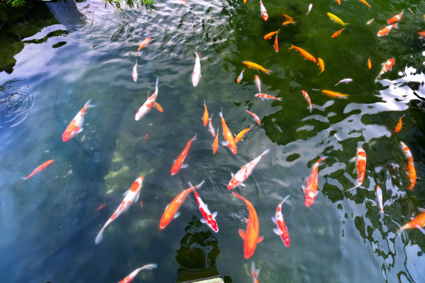 在清澈的水中运动的彩色锦鲤组图片下载