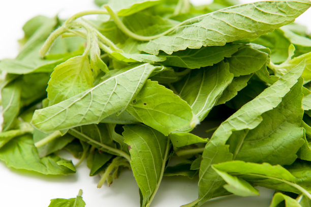 罗勒属圣所图片下载