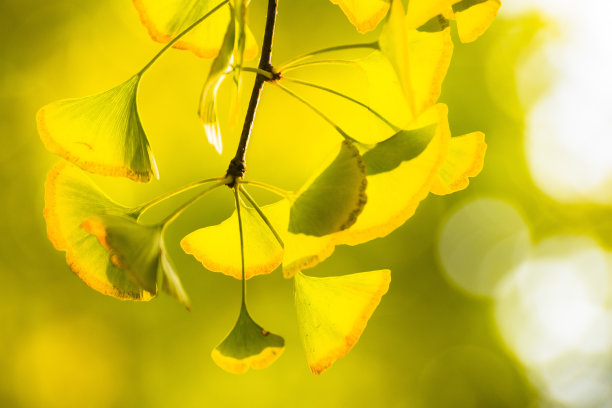 金色的银杏在秋天落叶图片下载