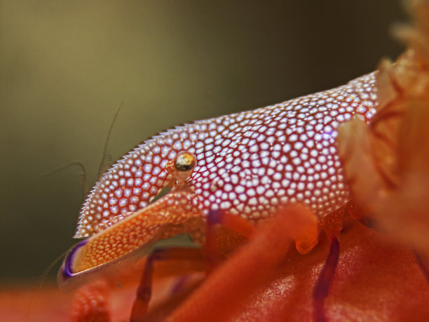 虾皇帝，因佩拉托加内（佩里利梅内斯穿孔器）图片下载