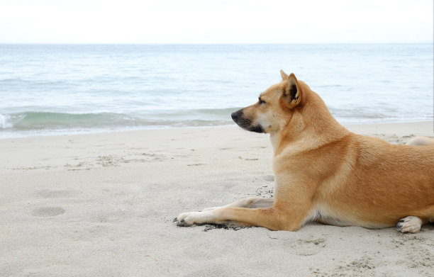 一只棕色的狗独自坐在海滩上望着大海图片下载