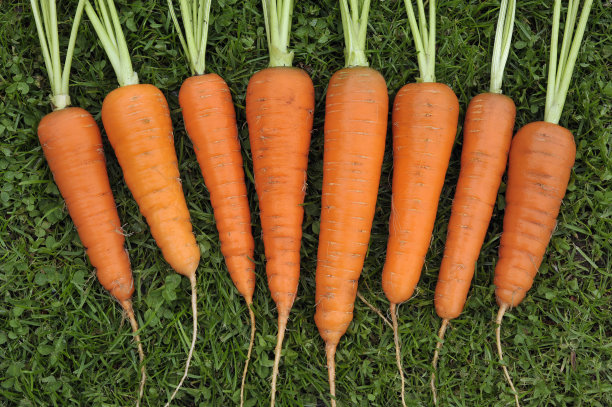 胡萝卜图片下载