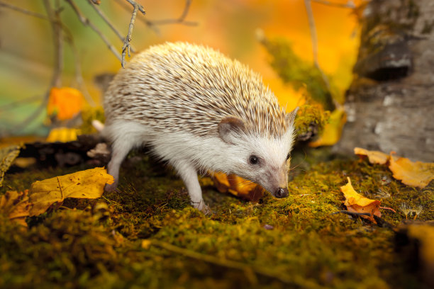 非洲小侏儒刺猬图片下载