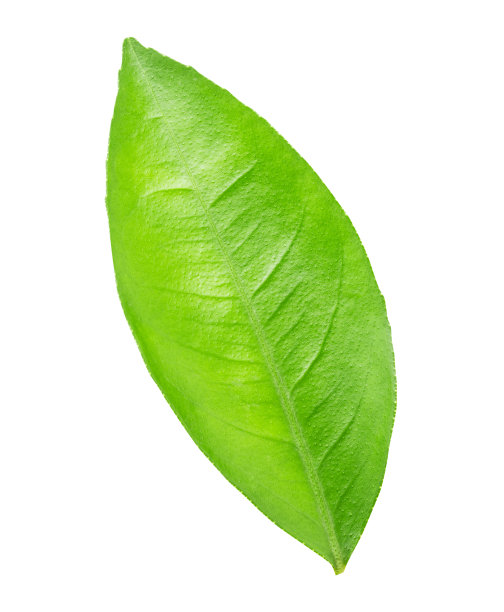 柠檬叶孤立与修剪路径图片下载